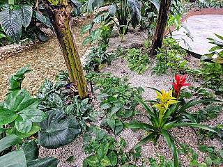 Papilonie Ostrava (Česká republika)