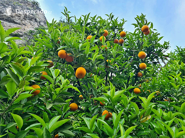 Limonaia del Castèl v Limone Sul Garda (Lombardie - Itálie)