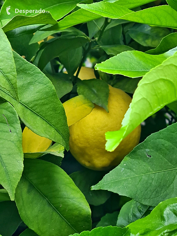 Limonaia del Castèl v Limone Sul Garda (Lombardie - Itálie)