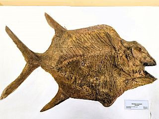 Geologický pavilon prof. F. Pošepného v Ostravě-Porubě (Česká republika)