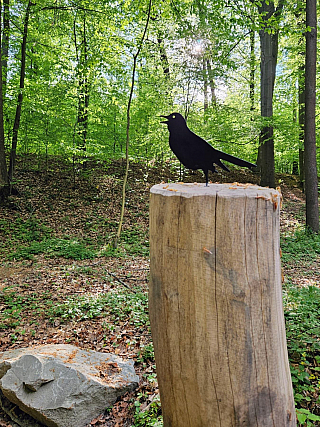 Cesta vody - ptáček (Bělský les - Ostrava)