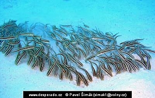 Plotos páskovaný (Egypt)