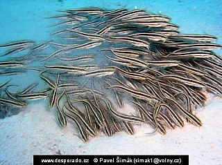 Plotos páskovaný (Egypt)