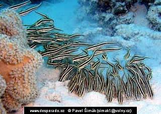 Plotos páskovaný (Egypt)