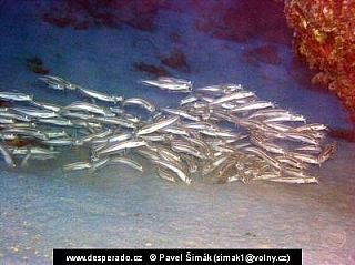 Plotos páskovaný (Egypt)