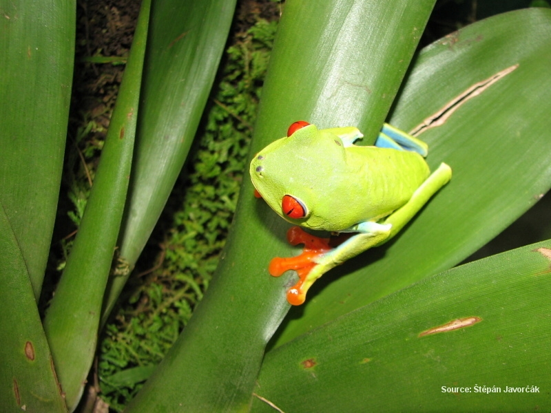 La Fortuna, Arenal (Kostarika)