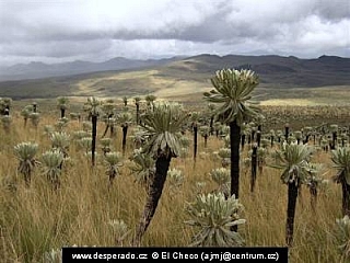 Páramo El Angel (Ekvádor)