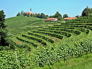 Jeruzalemská oblast - tradice slovinského vína