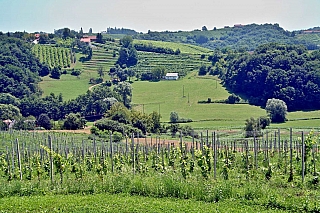 Jeruzalémská vinařská oblast (Slovinsko)