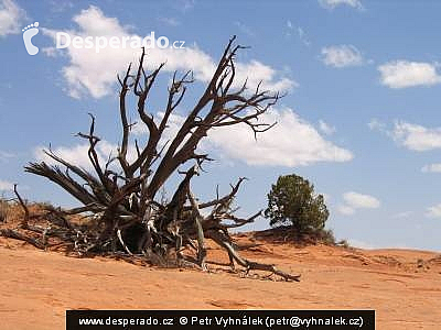 Devil's Garden (Utah - USA)