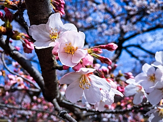 Květ třešně v Tokiu (Japonsko)