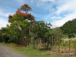 Štěpa ze světa 95 – Boquete (Panama)