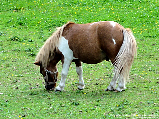 Filzmoos (Rakousko)