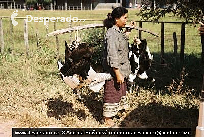 Hongsa (Laos)