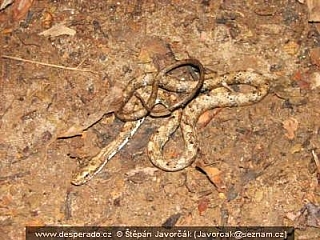 El Real, Rancho Frio (Darien – Panama)