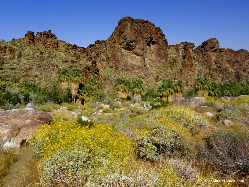 Palm Canyon (Arizona - USA)