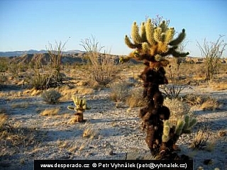 Palm Canyon (Arizona - USA)