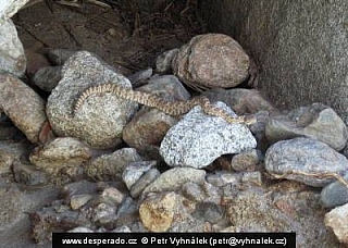 Palm Canyon (Arizona - USA)