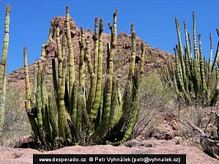 Pouštní krajina na hranicích Arizony a Mexika (USA)