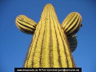 Pouštní krajina na hranicích Arizony a Mexika (USA)