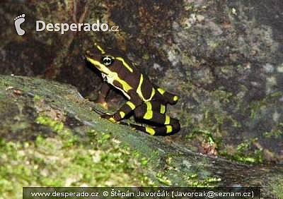 Rancho Frio, El Real, Yaviza (Darien - Panama)