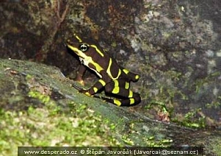 Rancho Frio, El Real, Yaviza (Darien - Panama)