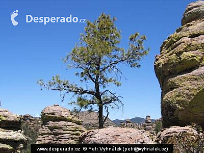 Chiricahua National Monument (Arizona - USA)