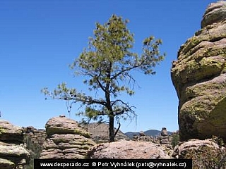 Chiricahua National Monument (Arizona - USA)