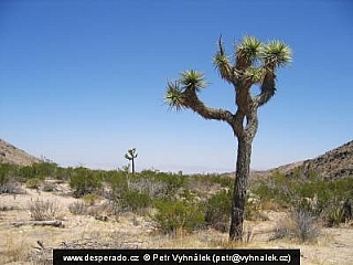 Národní park Joshua Tree (California - USA)