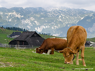 Pastvina ve Slovinsku