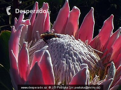 Cape Town - botanická zahrada Kirstenbosch (Jihoafrická republika)