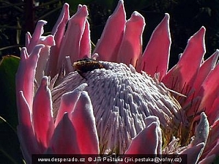 Cape Town - botanická zahrada Kirstenbosch (Jihoafrická republika)