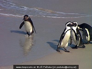 Tučňáci v Simon's Town  (Jihoafrická republika)