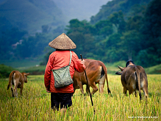 Pastevec (Kambodža)