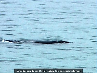 Verlyba u Gansbaai (Jihoafrická republika)