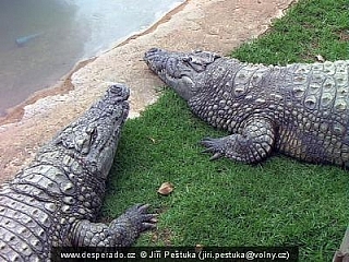 Krokodýli v ZOO - Krokodýlí farmě Cango Wild Life Ranch (Jihoafrická republika)