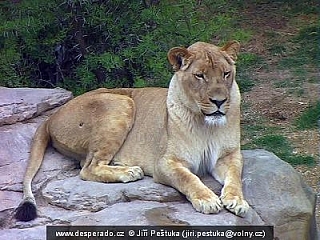 Lvice v ZOO - Krokodýlí farmě Cango Wild Life Ranch (Jihoafrická republika)