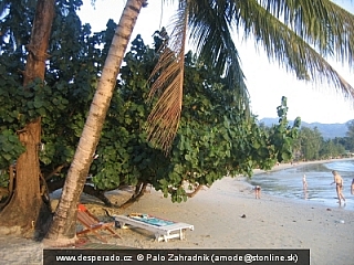 Polahavy strom oproti apartmanu (Thajsko)