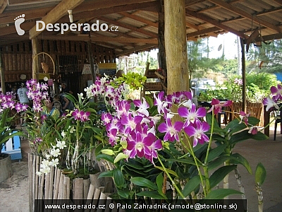 Orchidee na Island Hut (Thajsko)