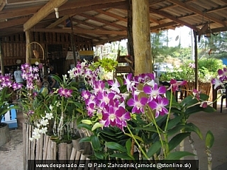 Orchidee na Island Hut (Thajsko)