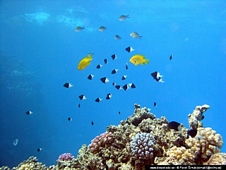 Potápění ke korálovým útesům - Rudé moře (Egypt)