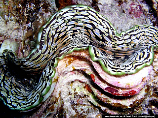 Potápění ke korálovým útesům - Rudé moře (Egypt)