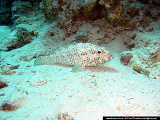 Potápění ke korálovým útesům - Rudé moře (Egypt)