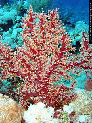 Potápění - Rudé moře (Egypt)