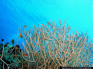 Potápění ke korálovým útesům - Rudé moře (Egypt)