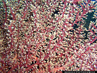 Potápění ke korálovým útesům - Rudé moře (Egypt)