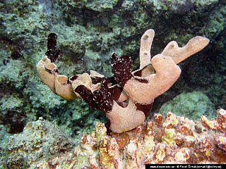 Potápění ke korálovým útesům - Rudé moře (Egypt)