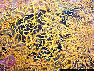 Potápění ke korálovým útesům - Rudé moře (Egypt)