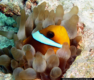 Potápění ke korálovým útesům - Rudé moře (Egypt)