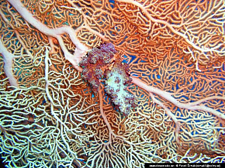 Potápění ke korálovým útesům - Rudé moře (Egypt)